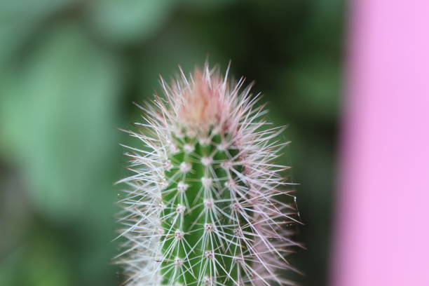 Cactus Wallpapers: Free HD Download [500+ HQ] | Unsplash