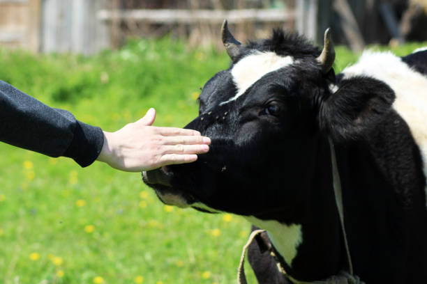 istock Man touches the cow's nose 1078373802