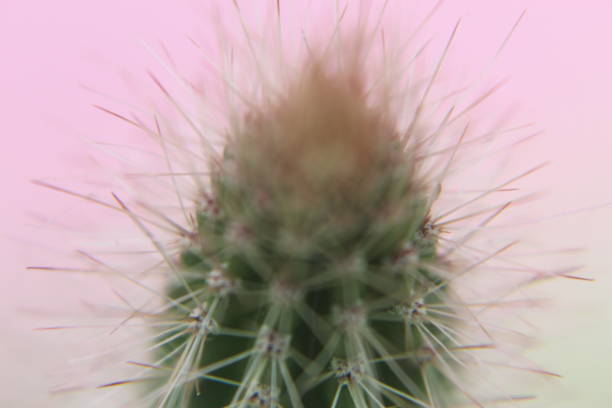 Cactus Wallpapers: Free HD Download [500+ HQ] | Unsplash