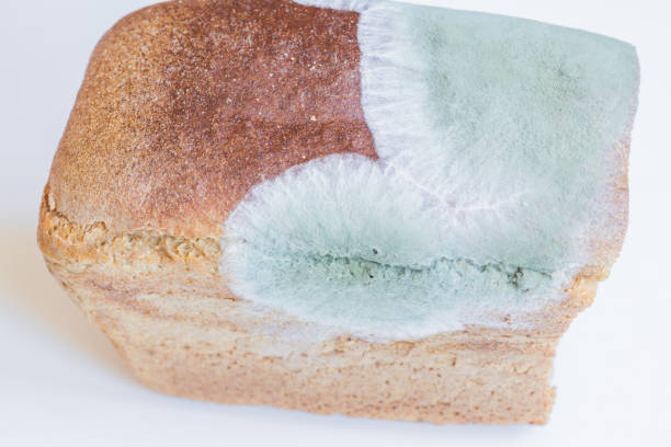 istock Moldy uneatable spoiled food. Mold on rye bread  on white background 1078376242