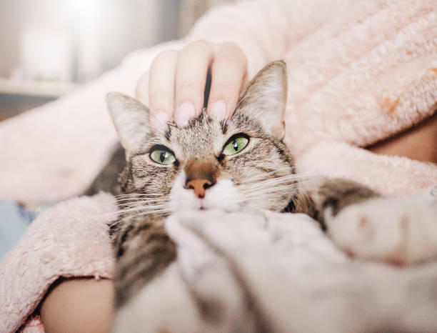 istock hand stroking cat, funny happy muzzle of cat, cat smiles 1078376744