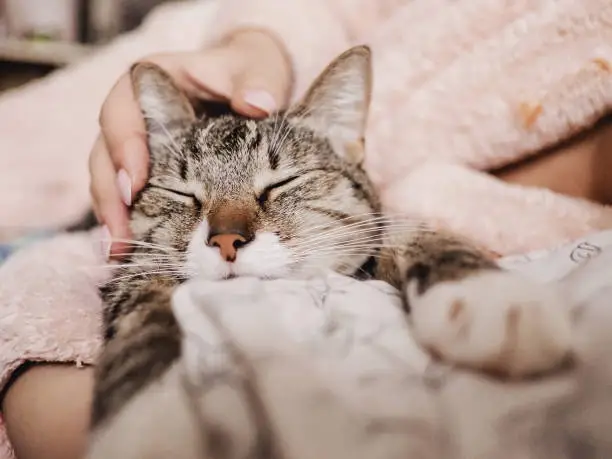 hand stroking cat, funny happy muzzle of cat, cat smiles