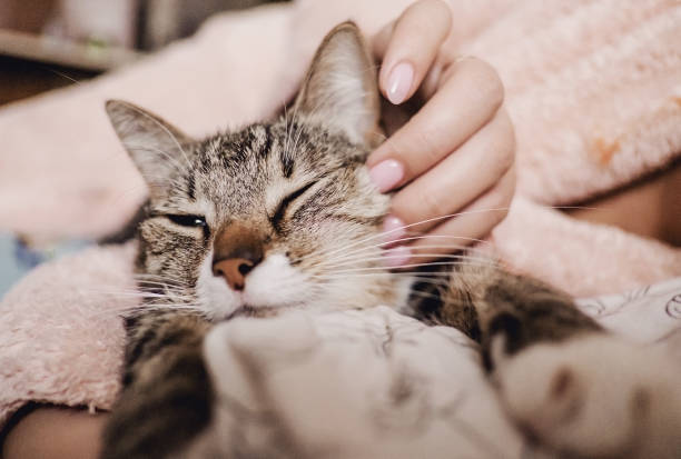 istock hand stroking cat, funny happy muzzle of cat, cat smiles 1078377234