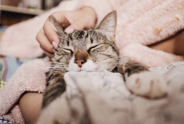 istock hand stroking cat, funny happy muzzle of cat, cat smiles 1078379018