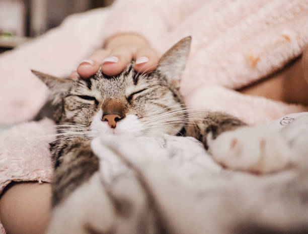 istock hand stroking cat, funny happy muzzle of cat, cat smiles 1078379110