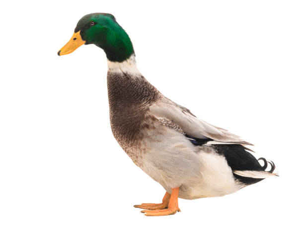 istock male brown duck isolated on white 1078379344
