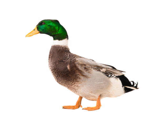 istock male brown duck isolated on white 1078379350