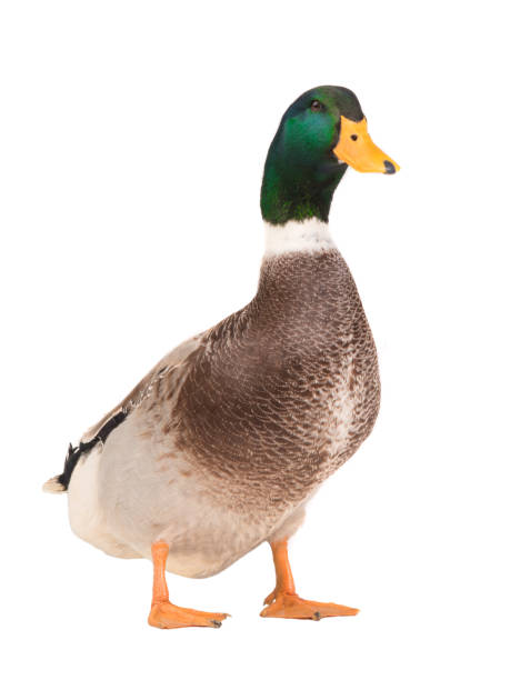 istock male brown duck isolated on white 1078379352