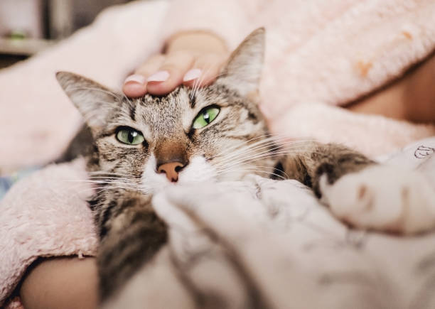 istock hand stroking cat, funny happy muzzle of cat, cat smiles 1078379720