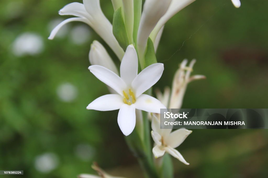 Polianthes tuberosa flowers, Tuberose on natural background.It is a perennial plant related to the agaves, extracts of which are used as a note in perfumery.In India it is called rajnigandha. Tuberose Stock Photo