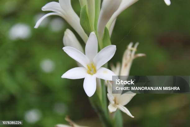 Polianthes Tuberosa Flowers Tuberose On Natural Backgroundit Is A Perennial Plant Related To The Agaves Extracts Of Which Are Used As A Note In Perfumeryin India It Is Called Rajnigandha Stock Photo - Download Image Now