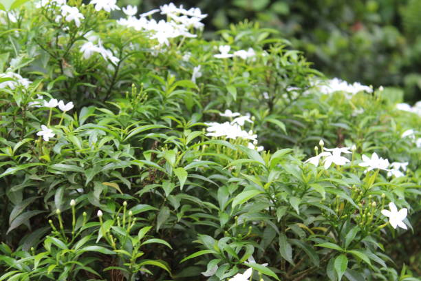 istock Closeup of Small beautiful white Gerdenia Crape Jasmine Cactus, Tabernaemontana divaricata (Apocynaceae), commonly called pinwheel flower, crape jasmine, East India rosebay,milk flower in garden, 1078385590