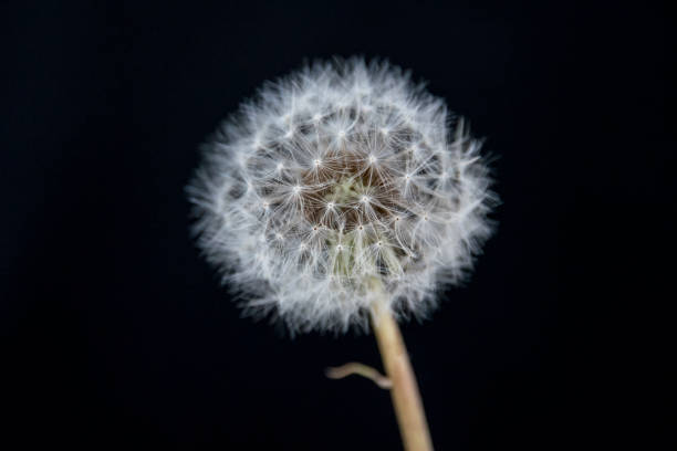 Dandelion on a black background from the south of Chile A close up of a dandelion arctotheca calendula stock pictures, royalty-free photos & images