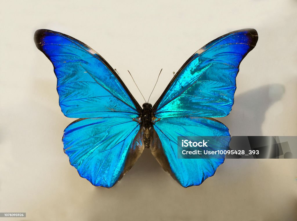 Morpho Butterfly Rhetenor. Wingspan more than 15 cm blue Wings with white spotted pattern. Morpho is a genus of butterflies from Central and South America, numbering about 80 species. Morpho Butterfly Stock Photo