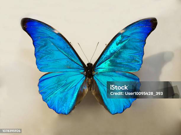 Morpho Butterfly Rhetenor Stock Photo - Download Image Now - Morpho Butterfly, Animal, Animal Body Part