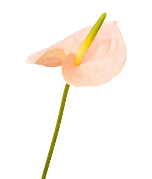 pink Anthurium with yellow-green spadix isolated on white background