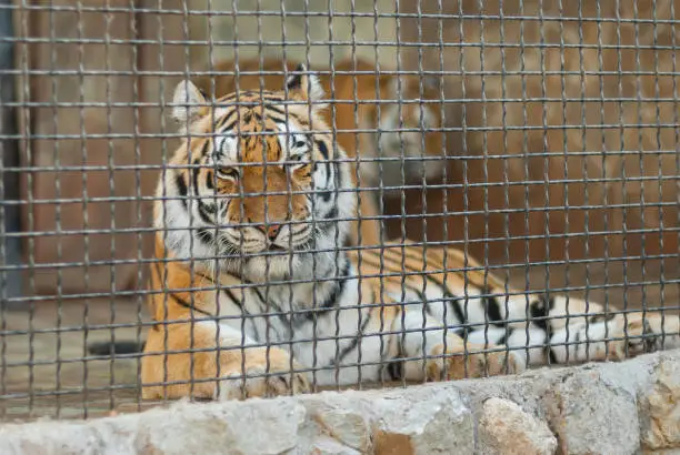 Photo of Big tiger lying behind metal net in cage