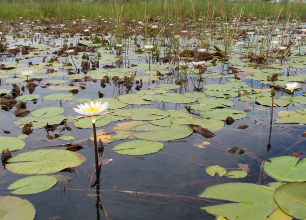 istock Flowers in the Okavango Delta 1078398682