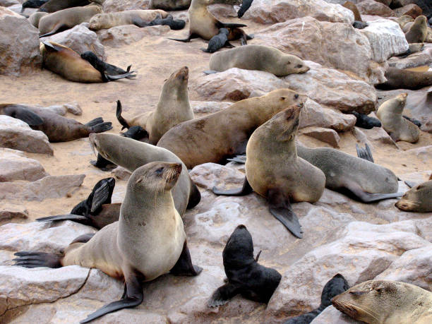 istock Sea Lions with kids 1078398752
