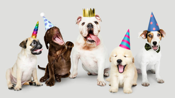istock Group of puppies celebrating new year together 1078399310