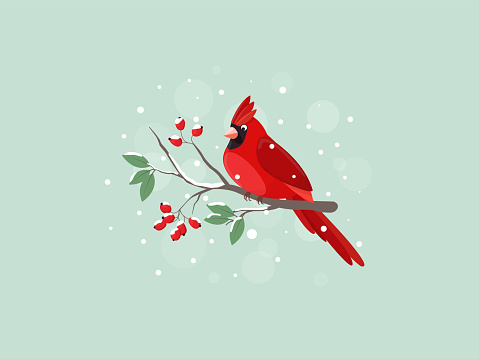 Red Cardinal bird sitting on mountain ash branch. Vector flat illustration.