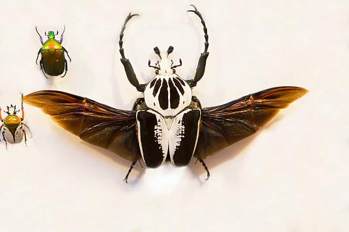 Close up view of a scarab beetle isolated on white background. Blaps is a genus of darkling beetles in the family Tenebrionidae. High resolution 42Mp studio digital capture taken with Sony A7rII and Sony FE 90mm f2.8 macro G OSS lens