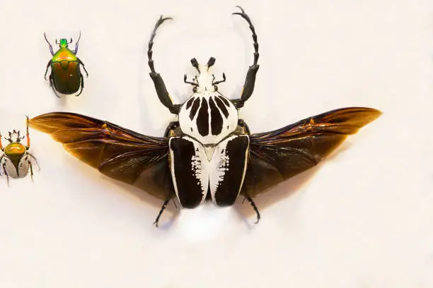 Photo of The Royal Goliath beetle.