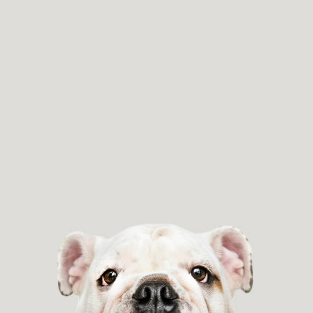 adorable white bulldog puppy portrait - peeking imagens e fotografias de stock