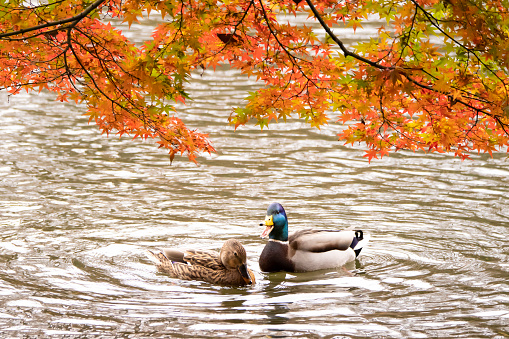 Couple of mallard on a pond below multicolored autumn trees.