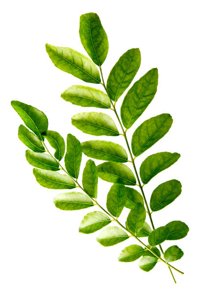istock Fresh raw green curry leaves 1078401898