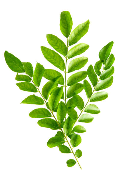 istock Fresh raw green curry leaves 1078401902