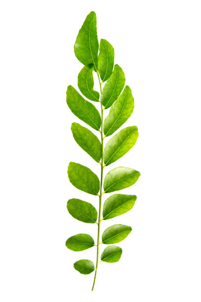 Fresh raw green curry leaves