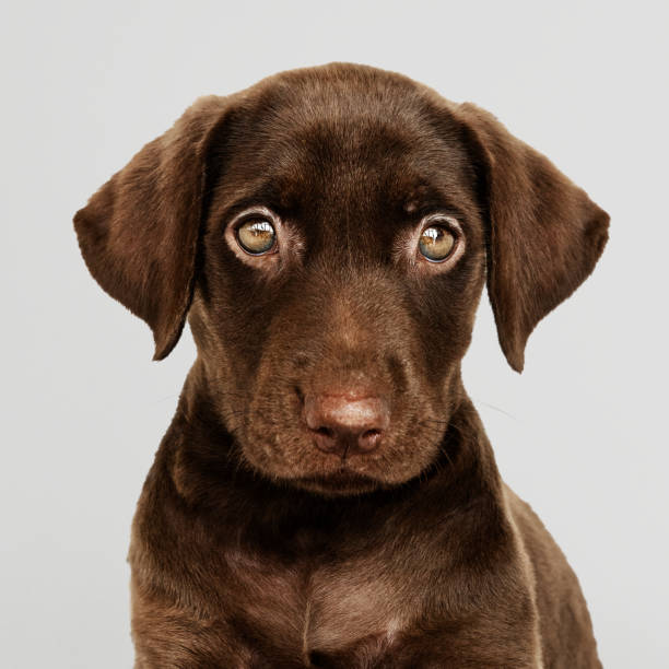 istock Adorable chocolate Labrador Retriever portrait 1078402186