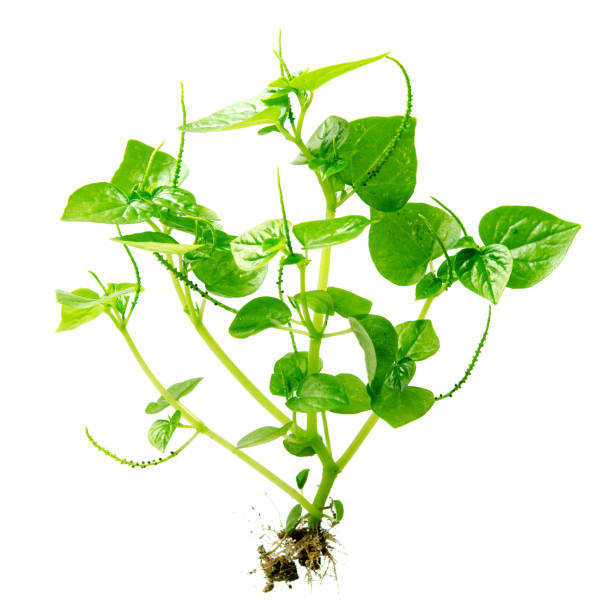 istock Peperomia Pellucida plant 1078402258