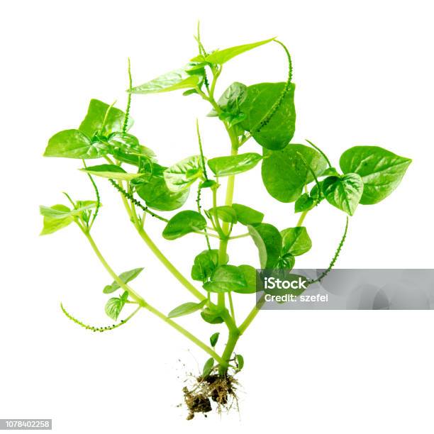 Peperomia Pellucida Plant Stock Photo - Download Image Now - Weeding, Cut Out, White Background