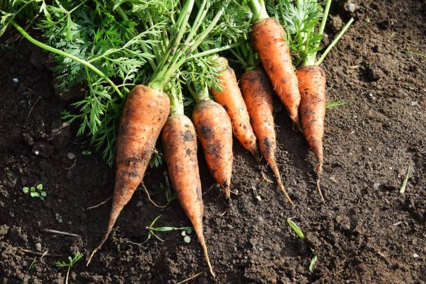 Harvesting carrots stock photo