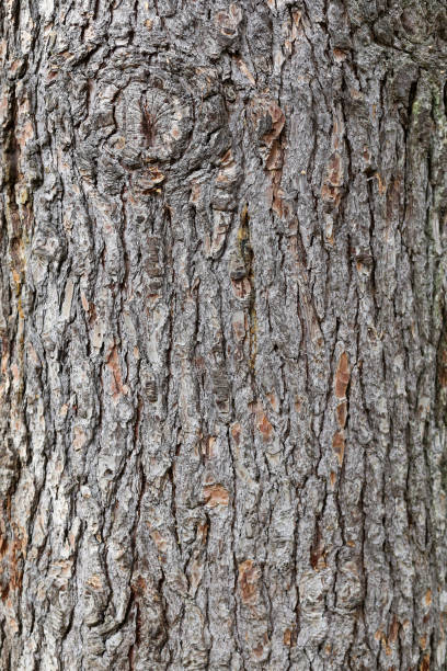istock texture of pine bark trunk. wood texture 1078406856