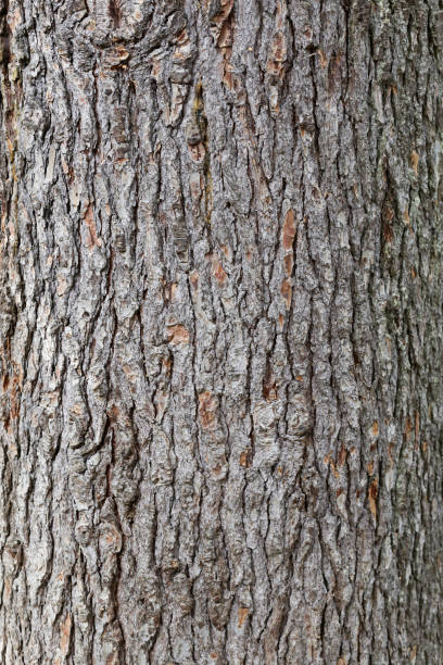 istock texture of pine bark trunk. wood texture 1078407178