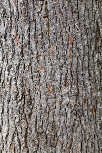 istock texture of pine bark trunk. wood texture 1078407220
