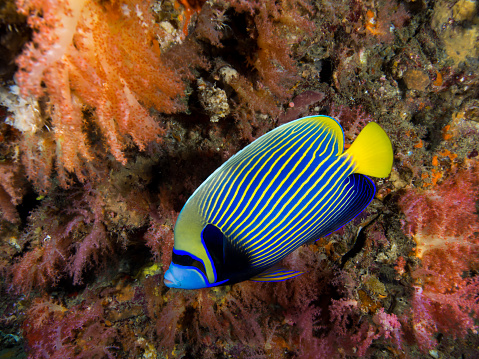 Emperor angel fish on a coral reef