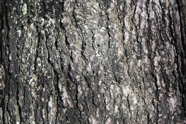 istock texture of pine bark trunk. wood texture 1078408138