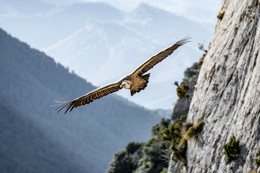 Griffon vulture in flight one of the largest birds of prey in the world scientific name Fulvus