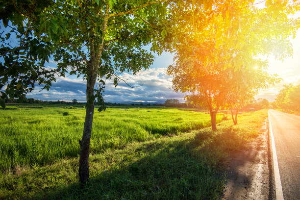 istock countryside road with tree on the roadside / summer day with sunlight through tree 1078413212