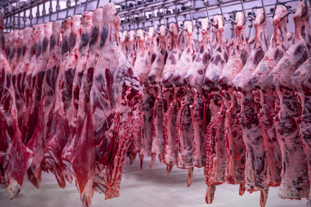 l’usine de transformation de viande. carcasses de boeuf accrochent sur les crochets. - meat steak raw market photos et images de collection