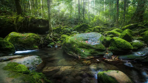 Photo of Waterfalls in the north of Thailand are covered with moss and plants. Beautiful waterfall in the rain forest.