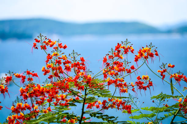 istock flame tree flower blooming in summer island and sea 1078418072