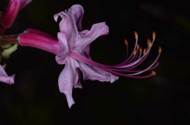 Blooming native Azalea with dark background Side view macro of single pink flower of Pink pinxter azalea (Rhododendron canescens). Photo taken at Pine Log state forest in Bay county, Florida. Nikon D7000 with Nikon 105mm macro lens. pine log state forest stock pictures, royalty-free photos & images
