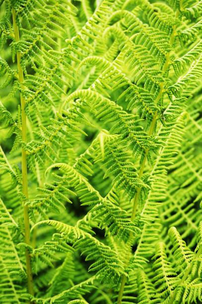 istock green fern plant texture 1078419008