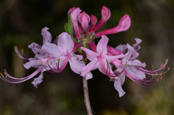 Cluster of pink booms on native Azalea flower head Macro of pink flowers and buds of Pink Pinxter Azalea (Rhododendron canescens). Photo taken at Pine Log state forest in Bay county, Florida. Nikon D7000 with Nikon 105mm macro lens. pine log state forest stock pictures, royalty-free photos & images