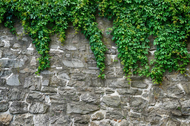 istock green leaves and stone wall 1078419170